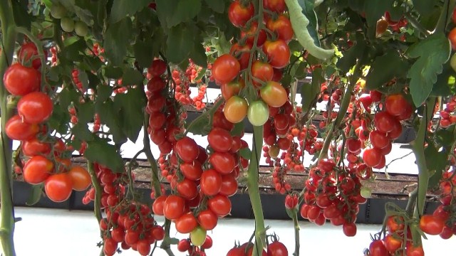 Cocktail Cherry tomato 853-096 p1